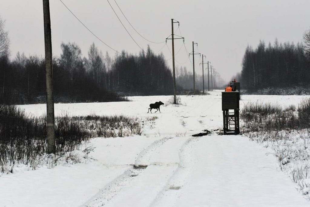 Лось зимой и охотники на вышке