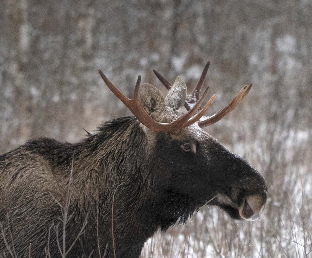 Лось зимой