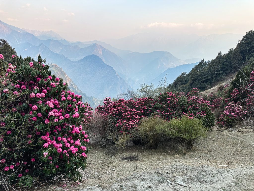 Кусты родендонов
