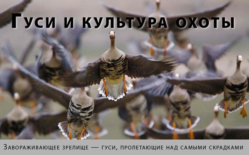 летит стая гусей