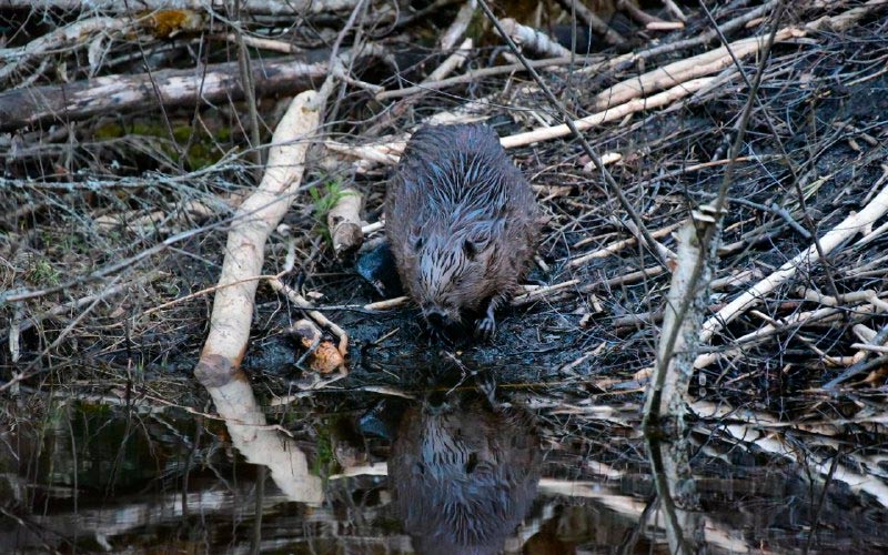 фото бобра у воды весной