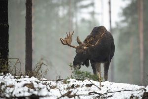 Лось зимой