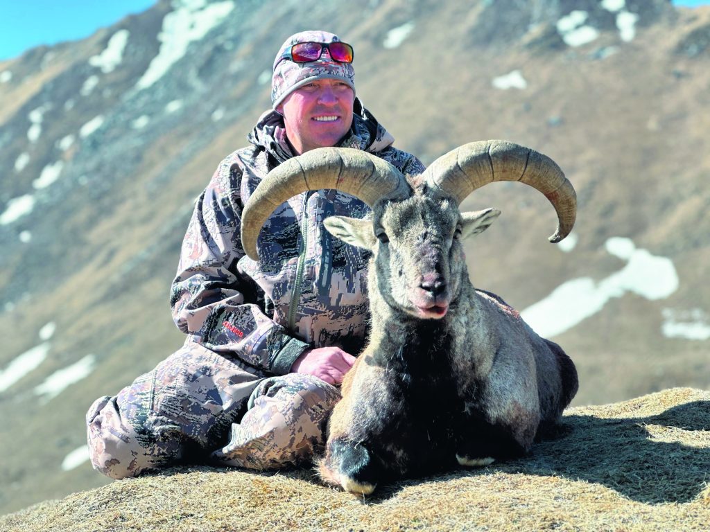 Трофей голубого барана